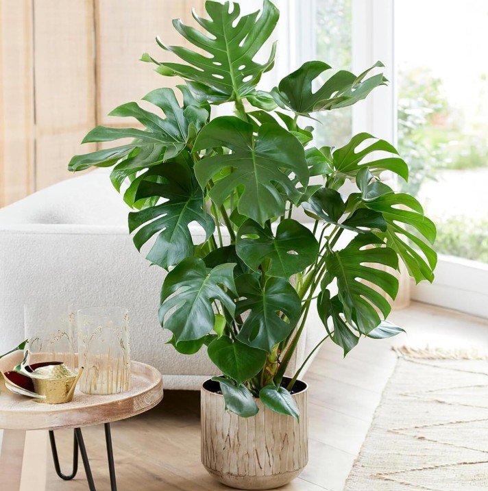 monstera deliciosa amazon