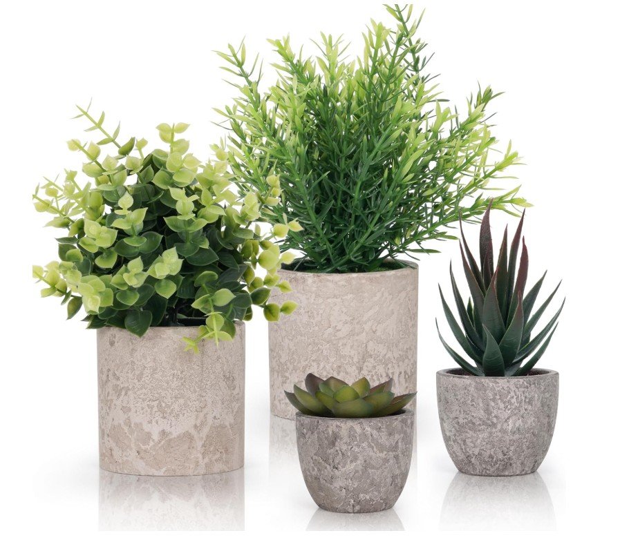 plante salle de bain 2